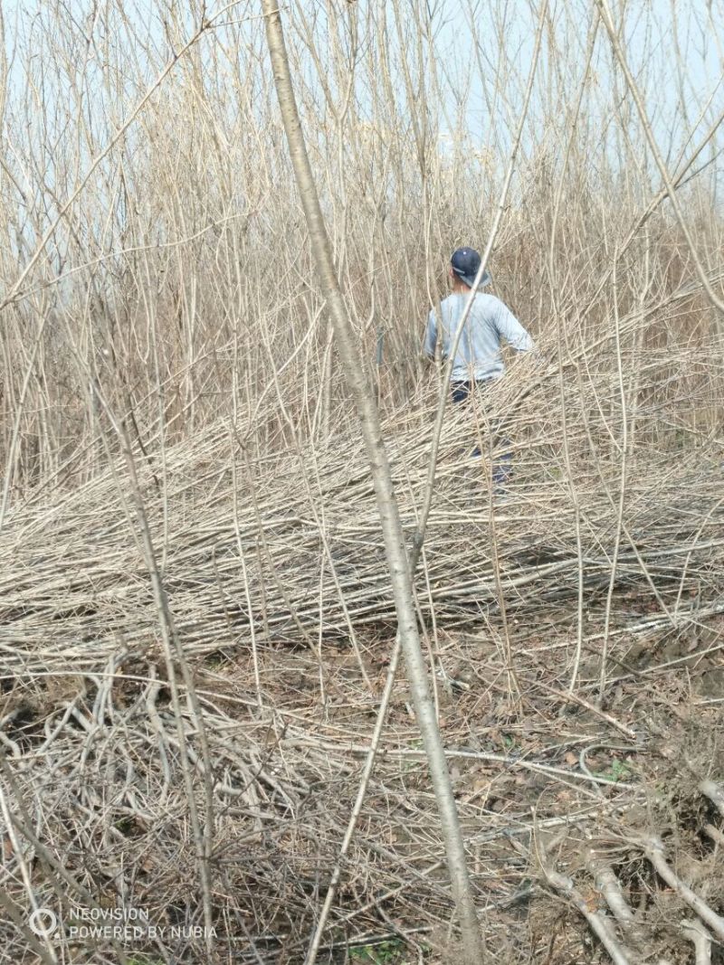 现货供应2公分樱花树形优美