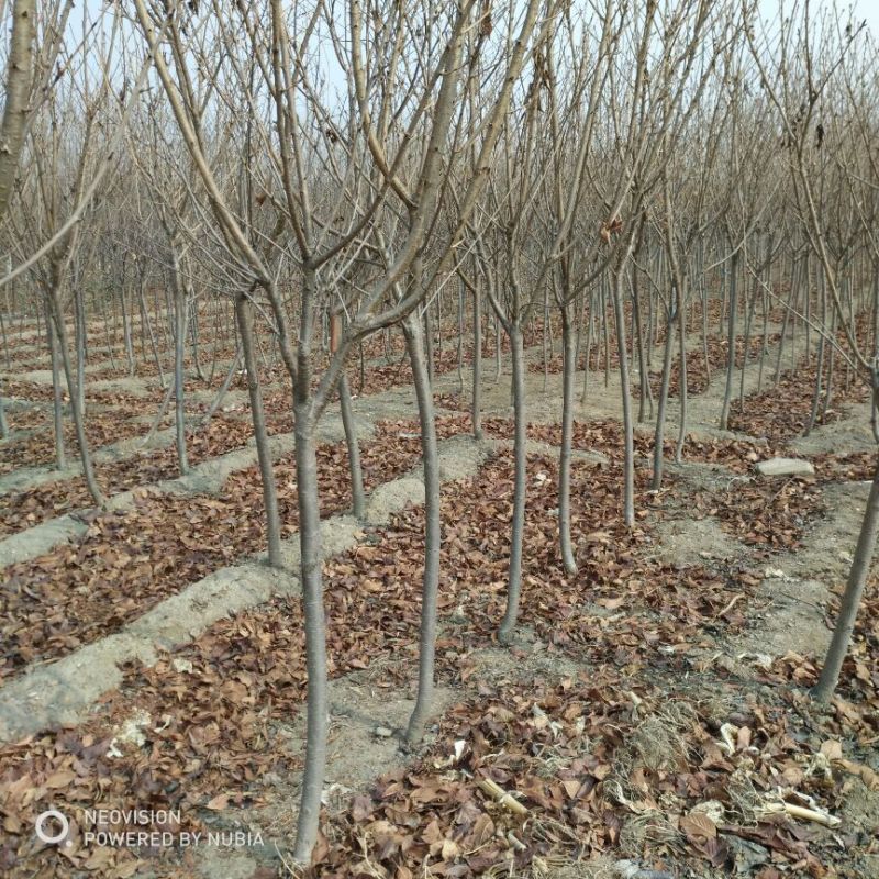 现货供应2公分樱花树形优美