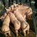【推荐】三元仔猪品种齐全好饲养防疫严格包成活送猪到家