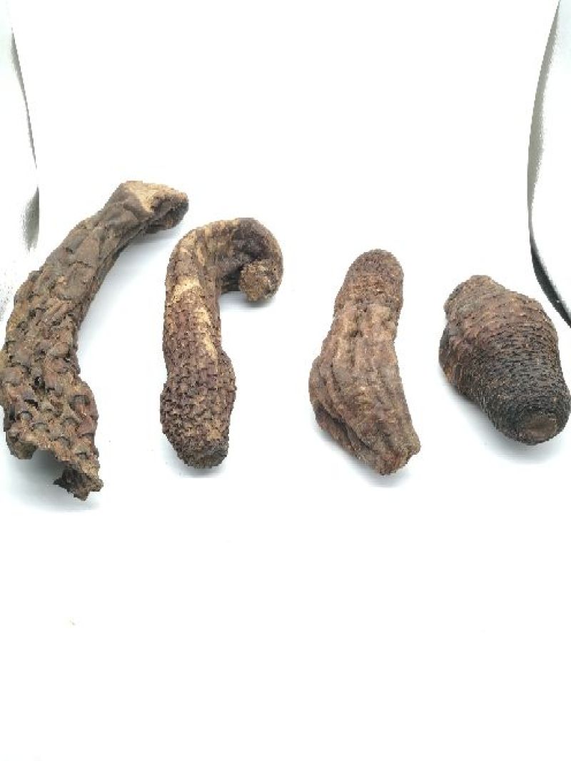 肉苁蓉
