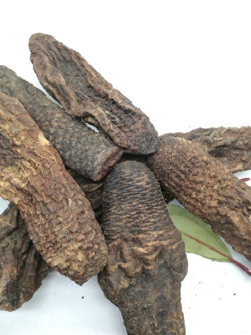 肉苁蓉