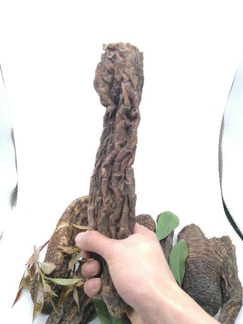 肉苁蓉