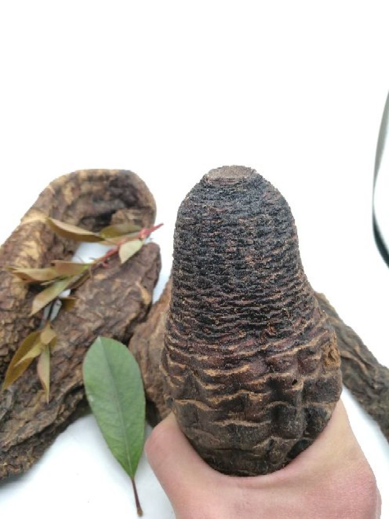 肉苁蓉
