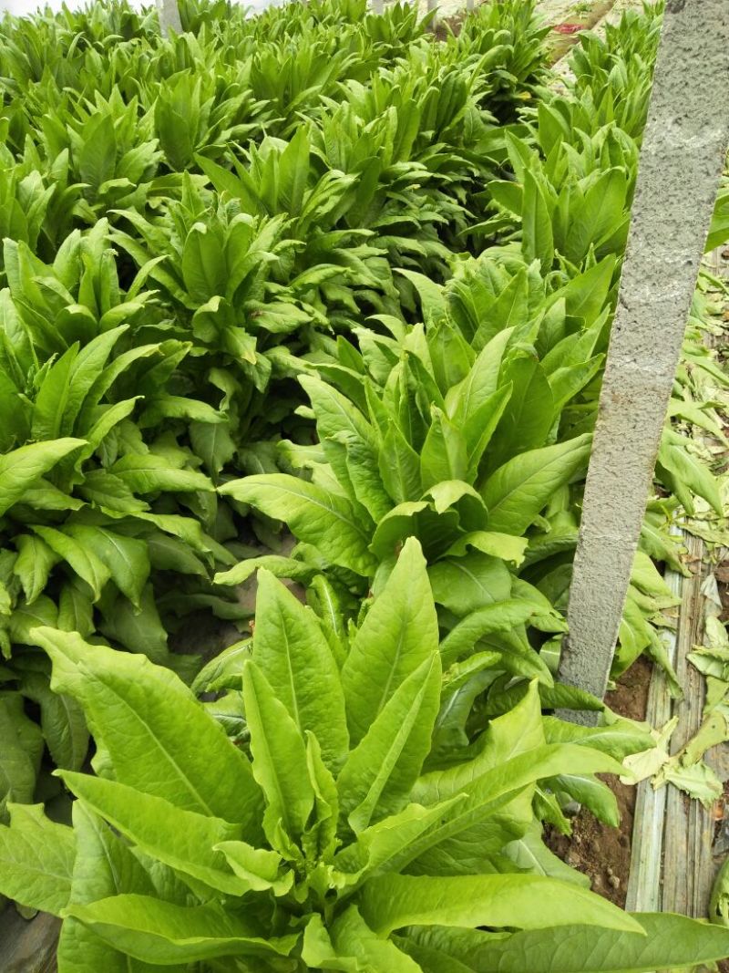 莴苣精品莴苣大量上市