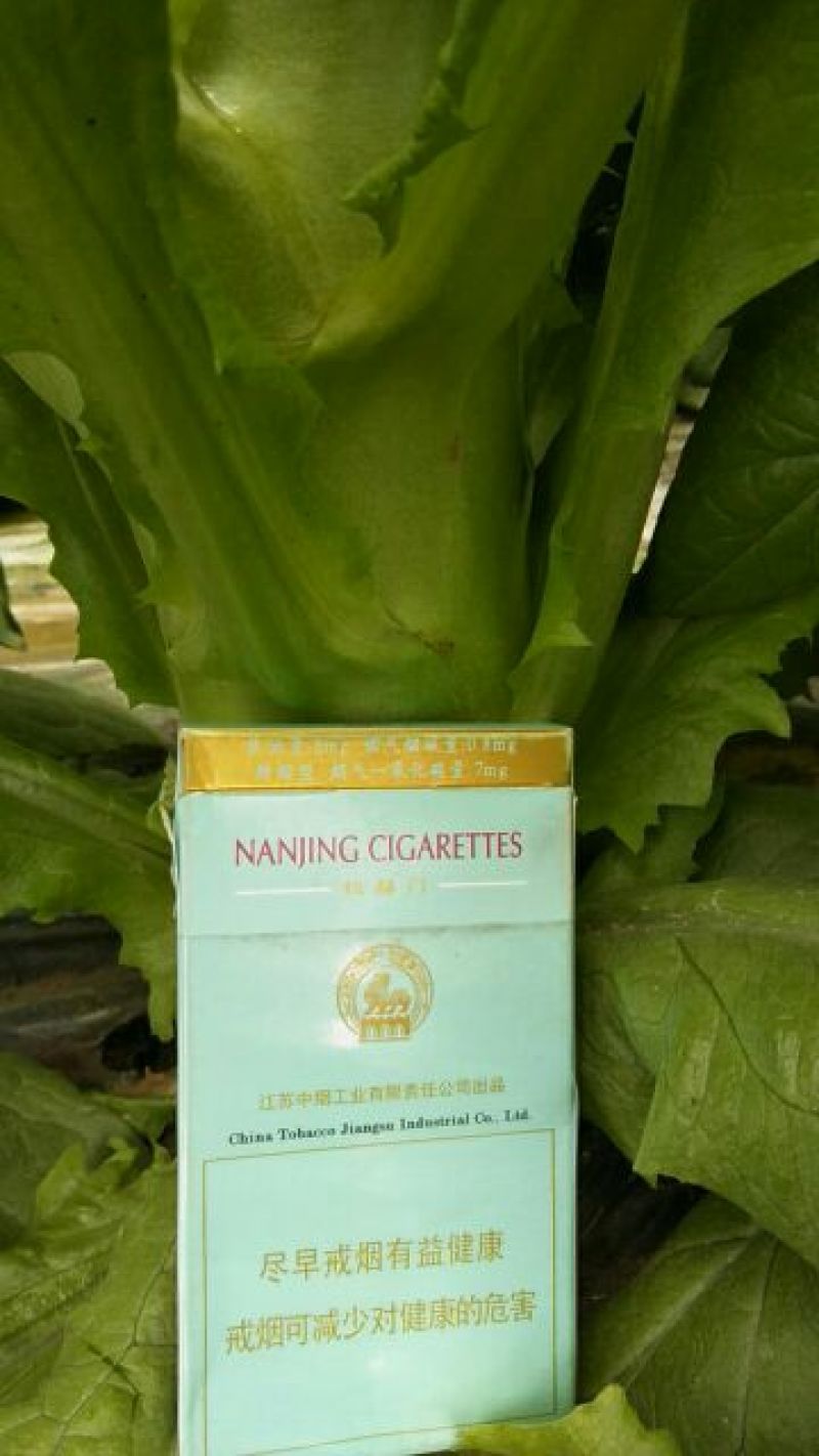 莴苣精品莴苣大量上市