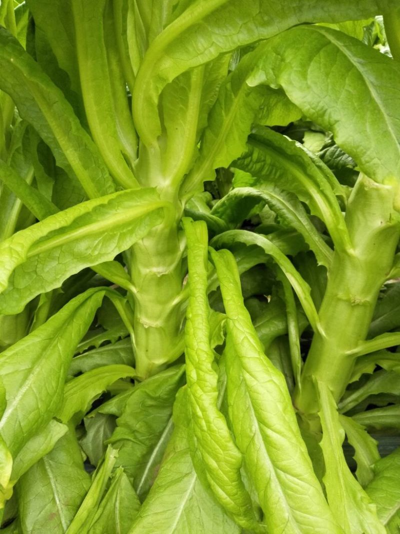 莴苣精品莴苣大量上市