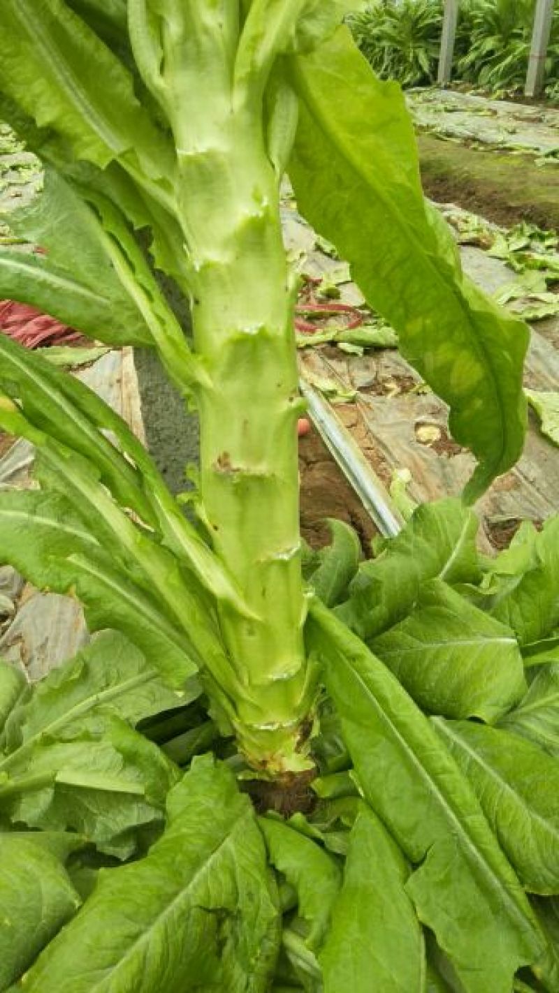 莴苣精品莴苣大量上市