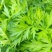 艾草苗