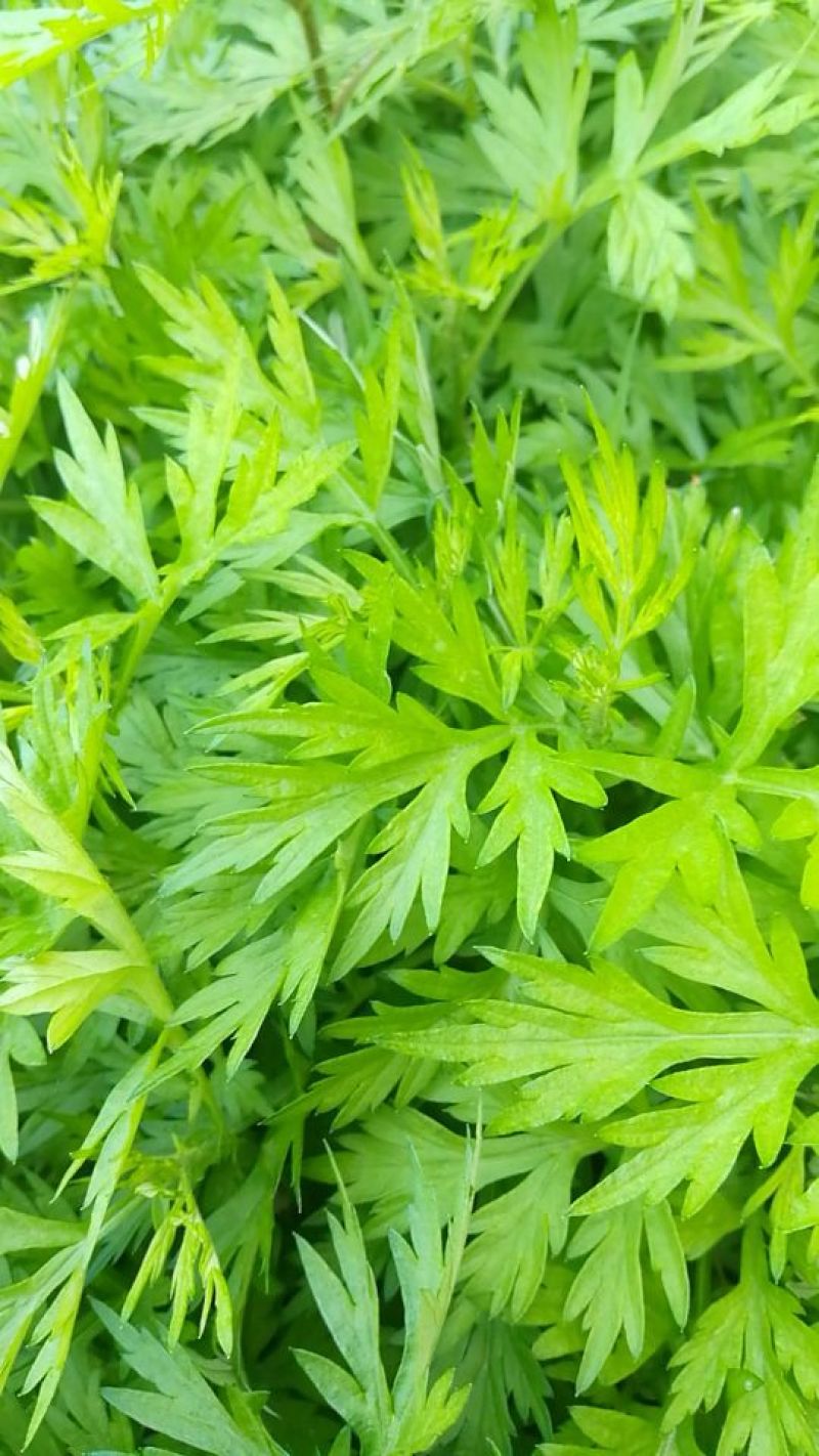 艾草苗