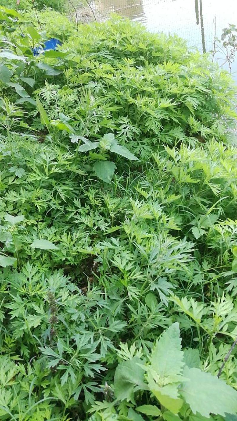 艾草苗