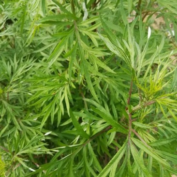 艾草苗