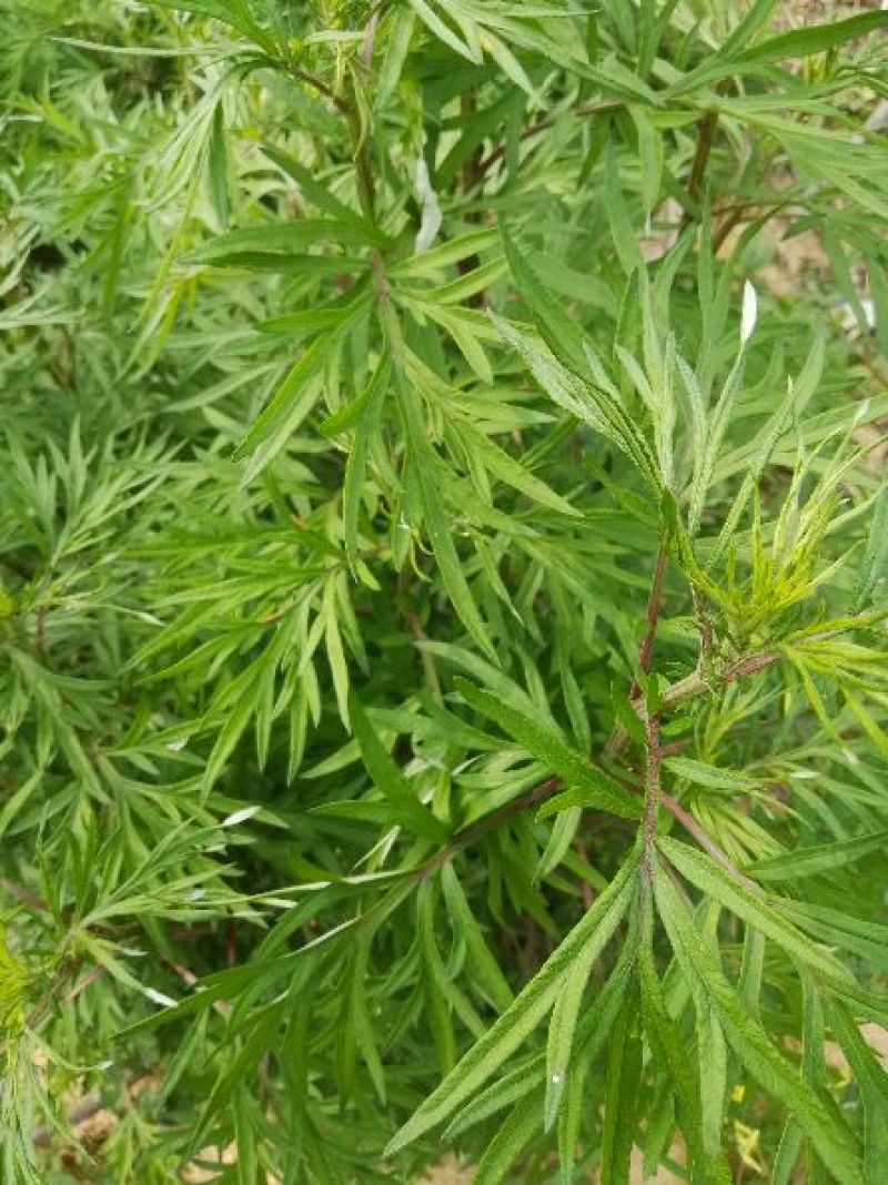 艾草苗