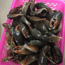 锯缘青蟹食用雄蟹