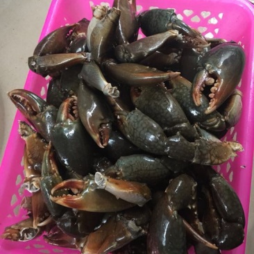 锯缘青蟹食用雄蟹