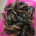 锯缘青蟹食用雄蟹