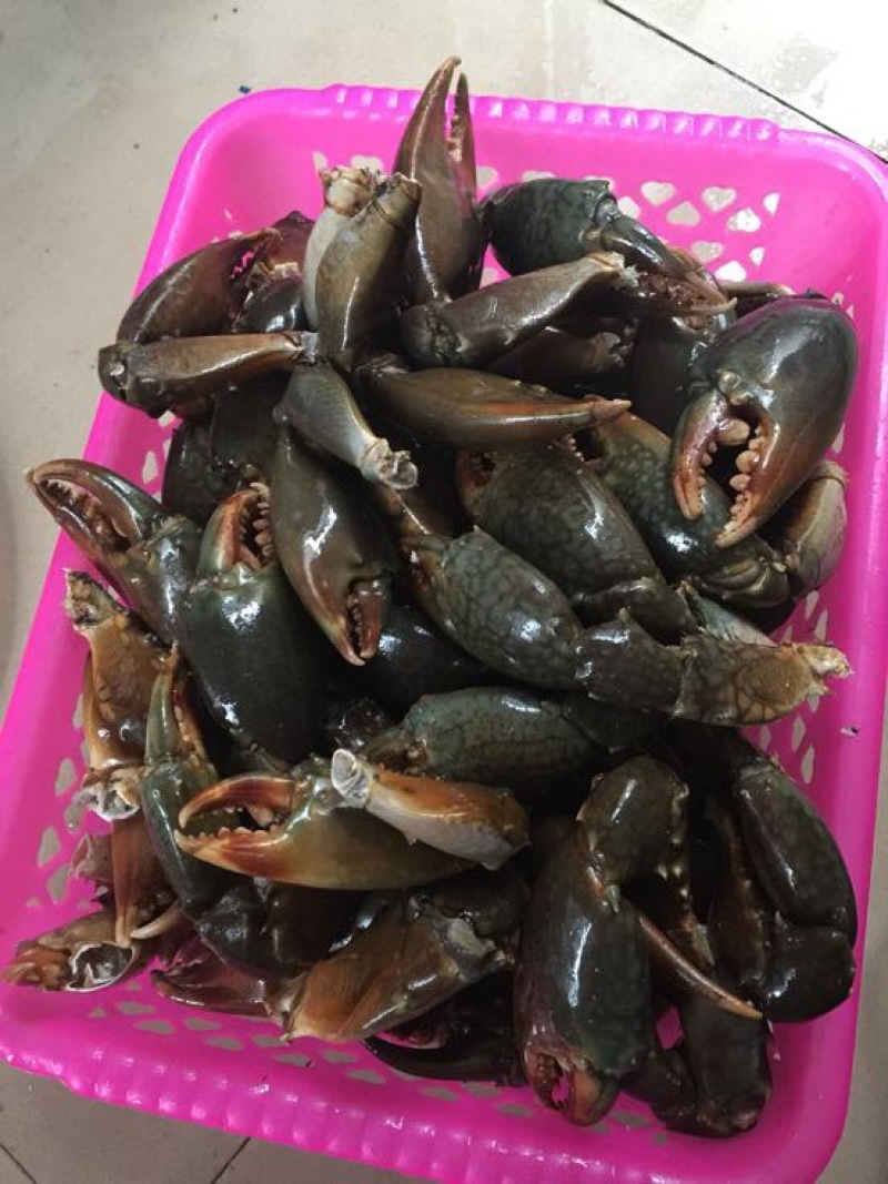 锯缘青蟹食用雄蟹