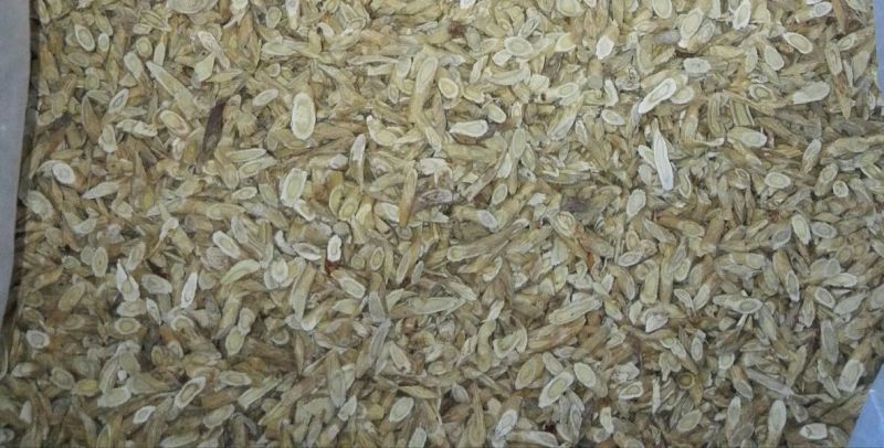 黄芪切片0.5精品指甲片