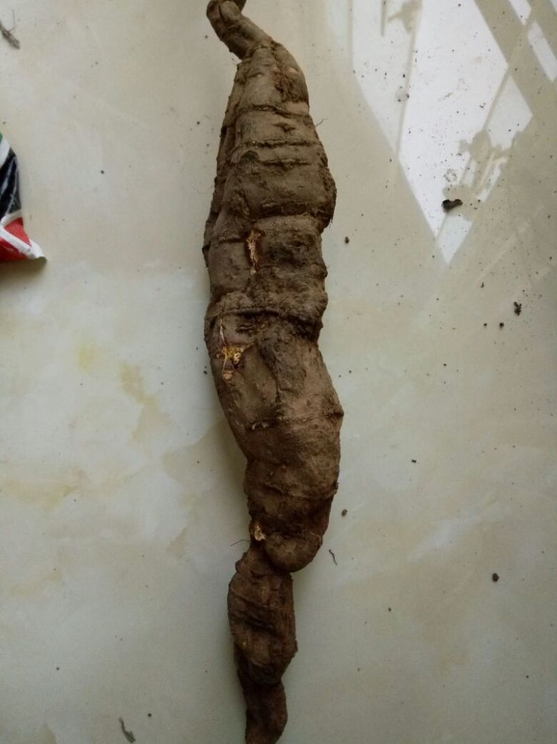 何首乌鲜统个