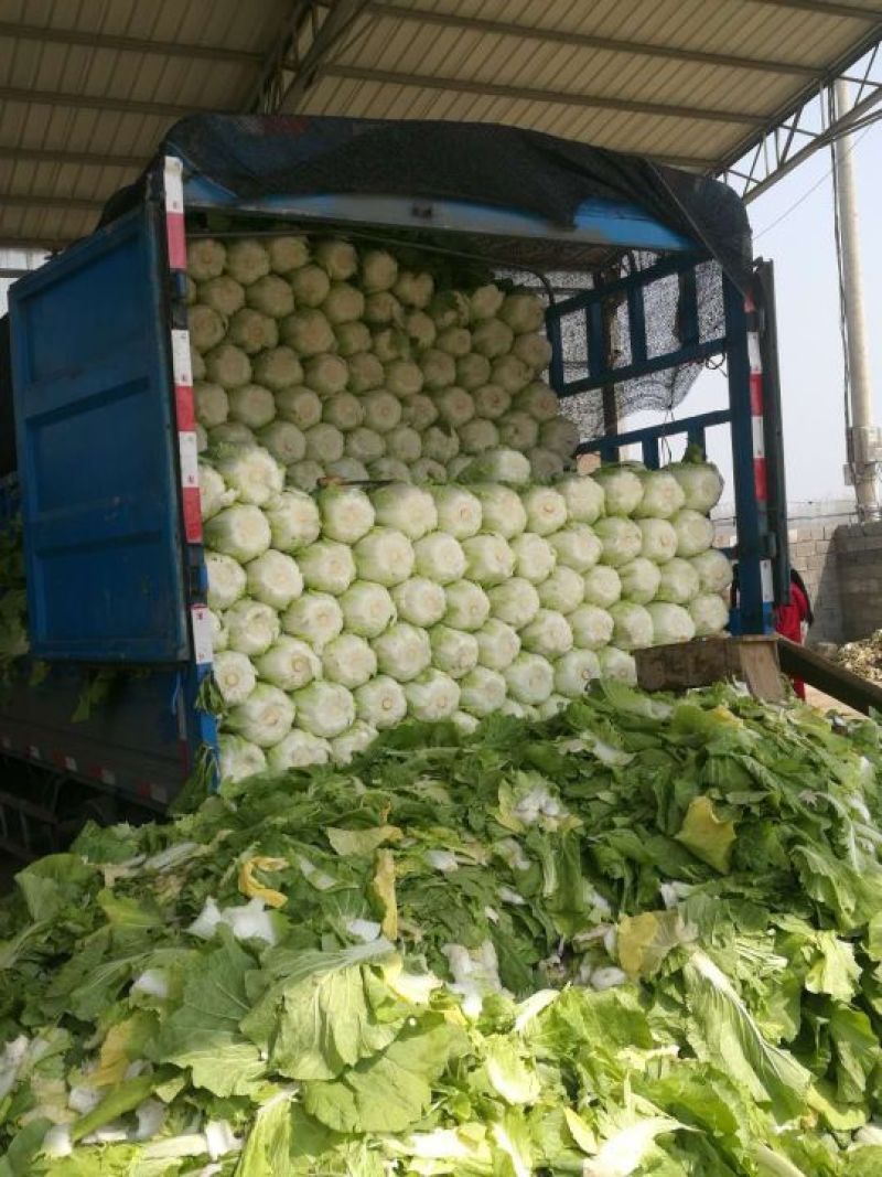 白菜菊锦黄心大白菜，量大，质量好，无烧心烂心