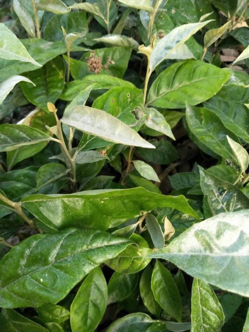 羊奶果苗【大果】种苗带叶子发货