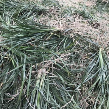 麦冬草