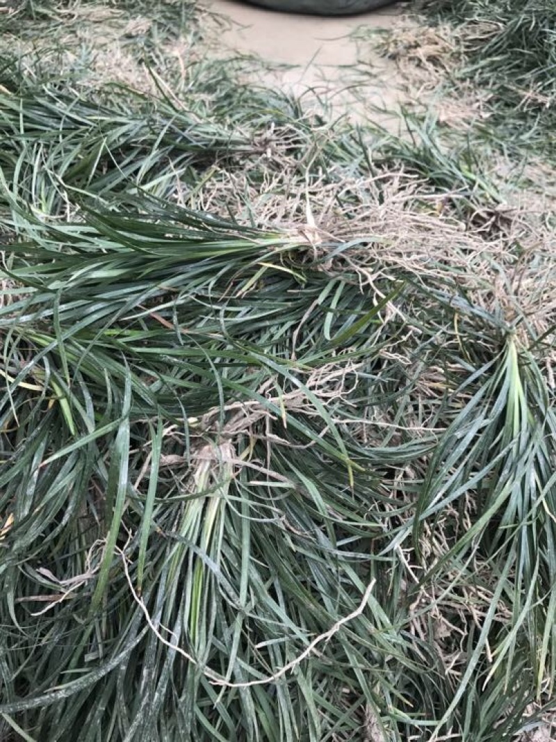 麦冬草
