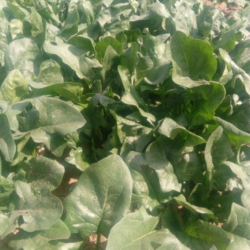 绿神菠菜25厘米