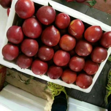 中油4号油桃2两以上