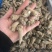 云南文山三七产地农户一手货源品质保证价格实惠