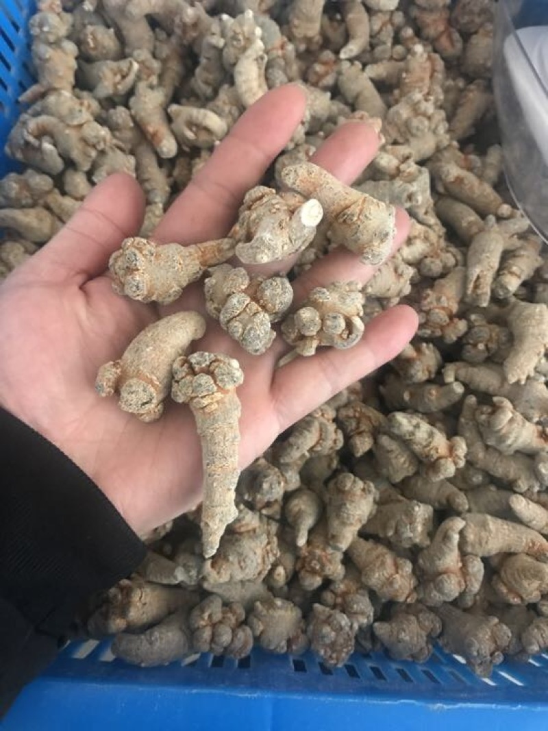 云南文山三七产地农户一手货源品质保证价格实惠