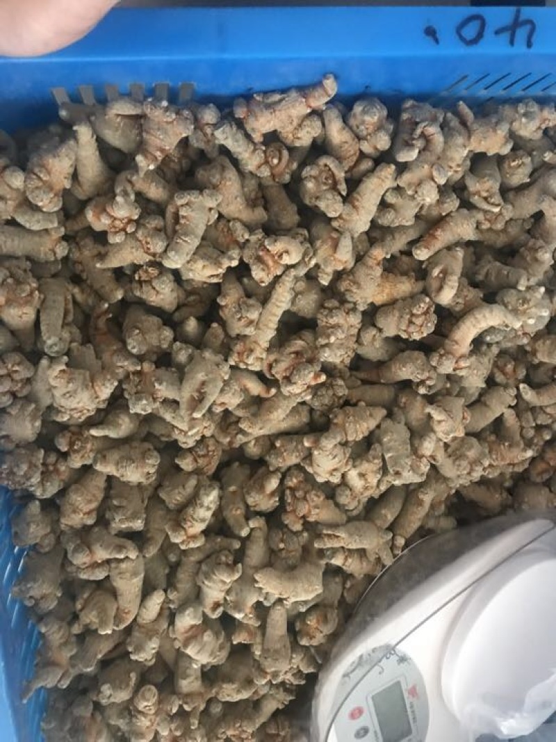 云南文山三七产地农户一手货源品质保证价格实惠