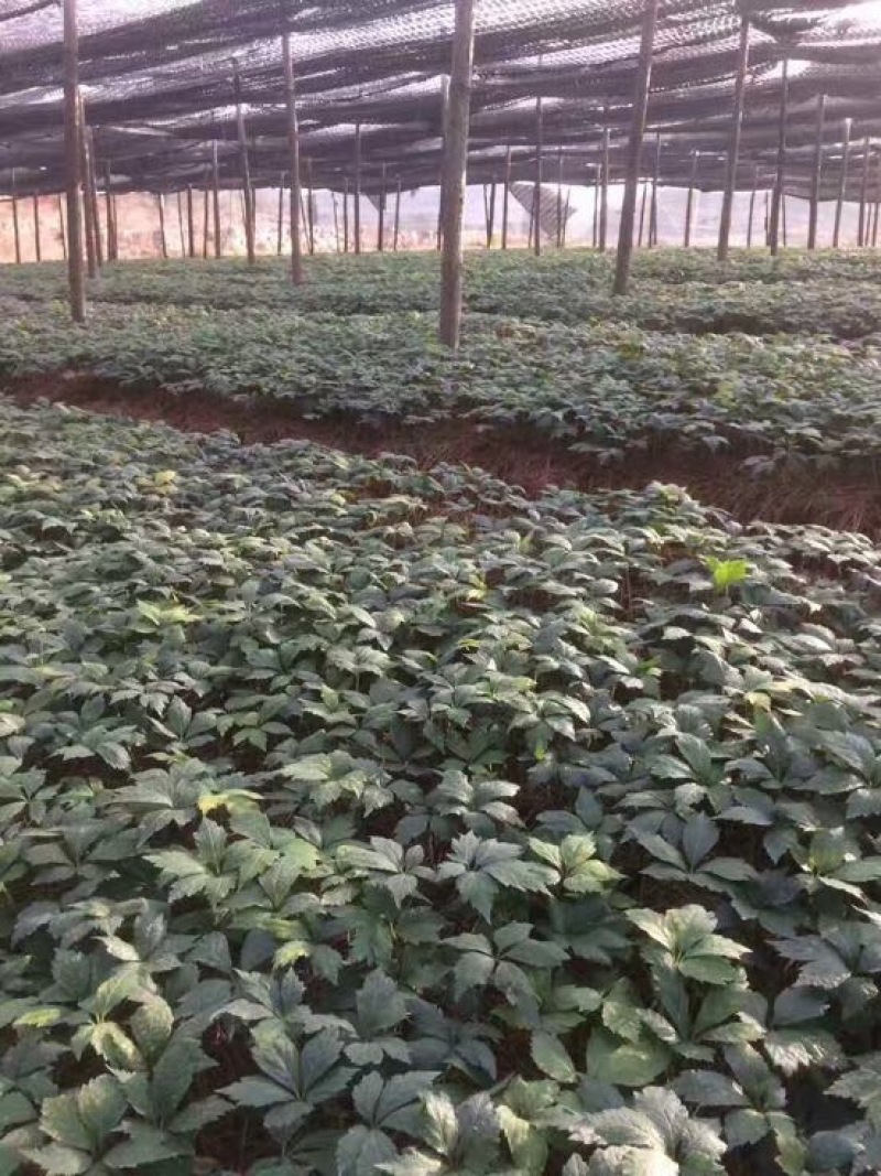 云南文山三七产地农户一手货源品质保证价格实惠
