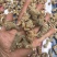 云南文山三七产地农户一手货源品质保证价格实惠