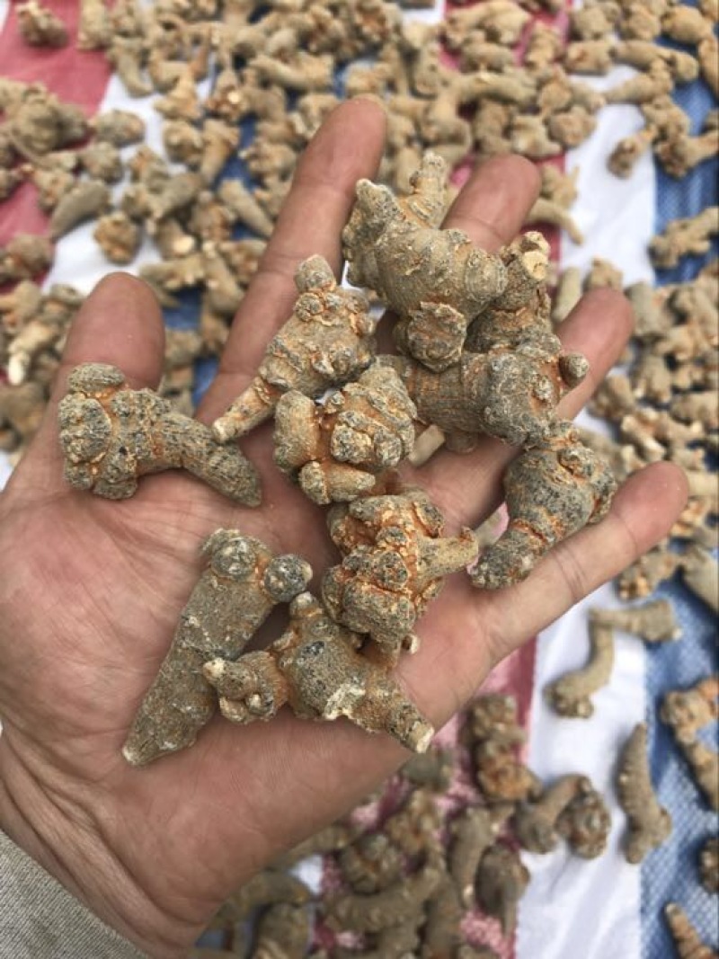 云南文山三七产地农户一手货源品质保证价格实惠