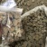 云南文山三七产地农户一手货源品质保证价格实惠