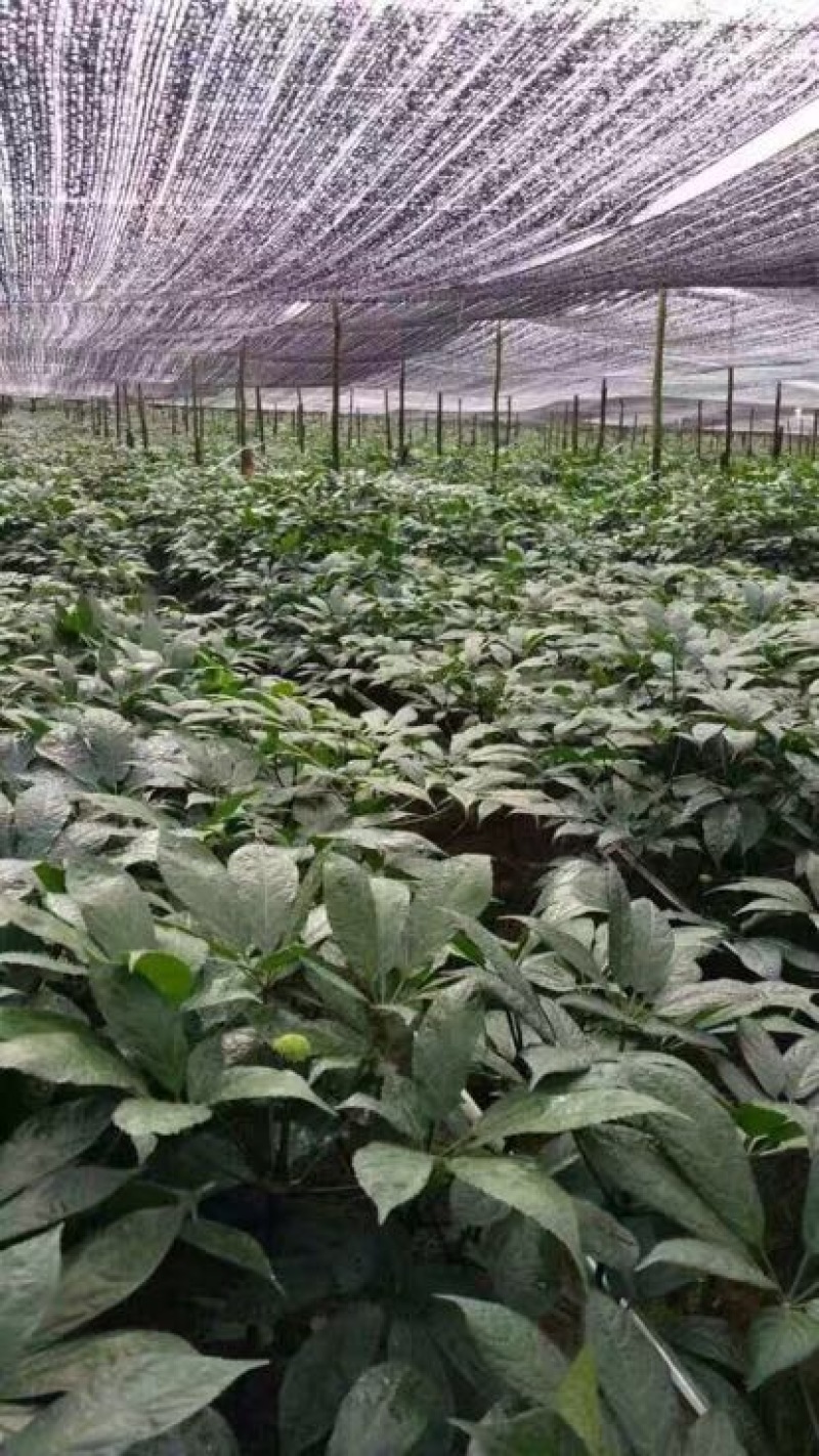 云南文山三七产地农户一手货源品质保证价格实惠