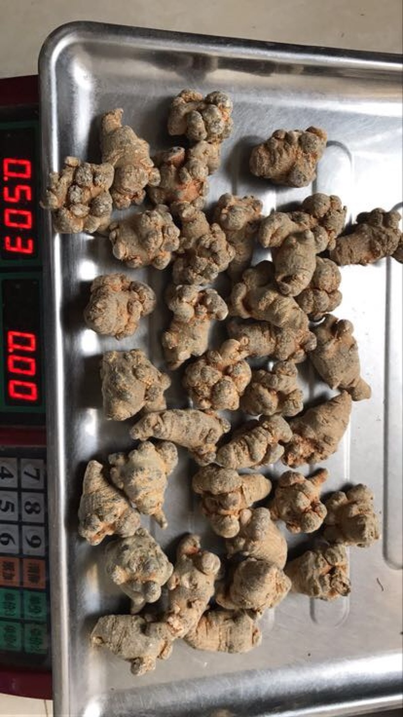 云南文山三七农户一手货源价格优惠多多品质保证