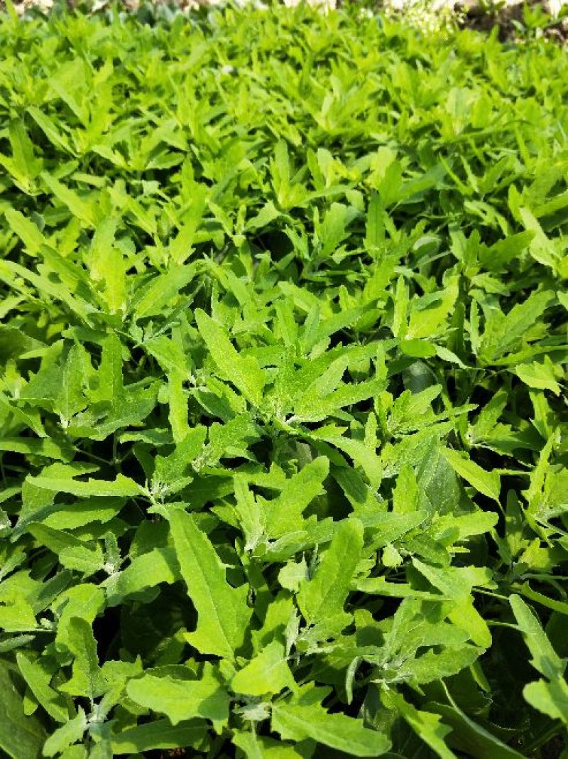 灰灰菜