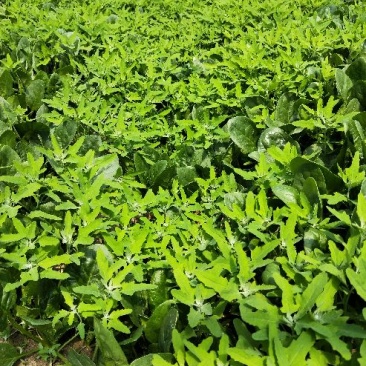 灰灰菜