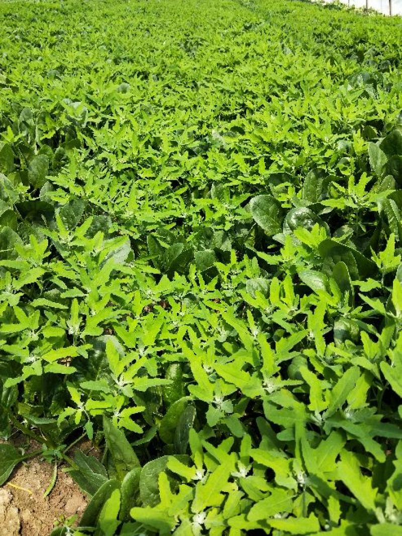 灰灰菜