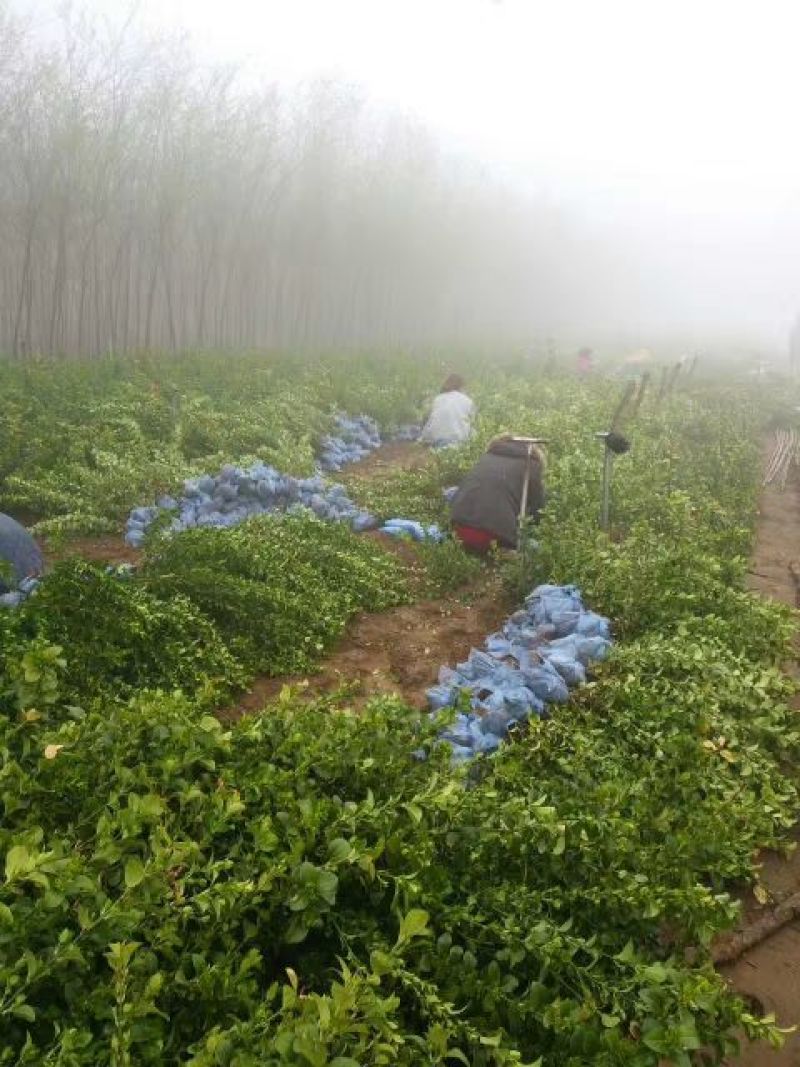 自家苗圃大量出售冬青大叶黄杨50至80公分大量供应