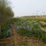 自家苗圃大量出售冬青大叶黄杨50至80公分大量供应
