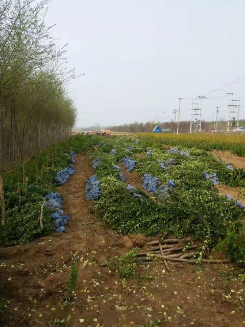 自家苗圃大量出售冬青大叶黄杨50至80公分大量供应