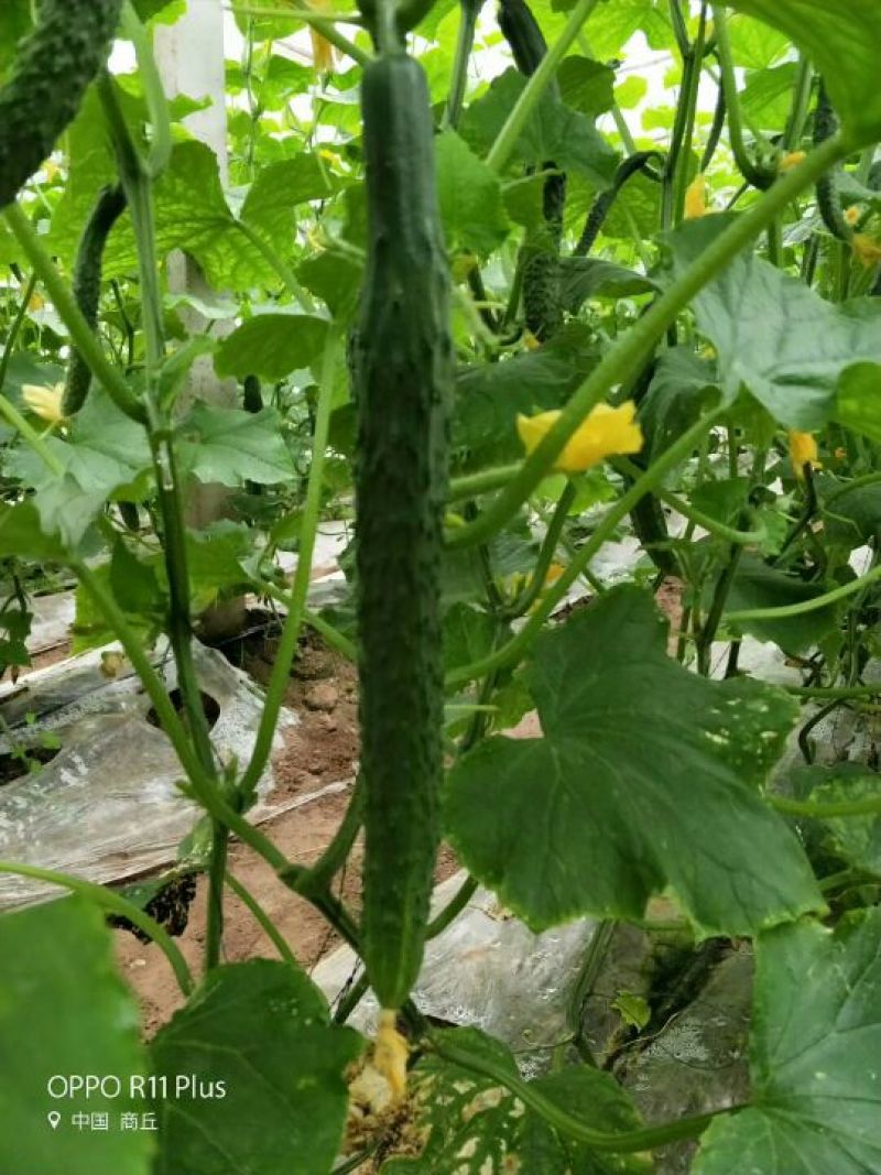 密刺黄瓜干花带刺22~25公分