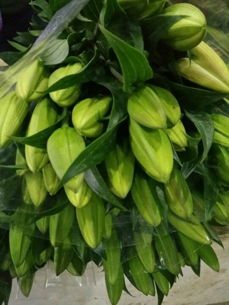 百合鲜切花单头