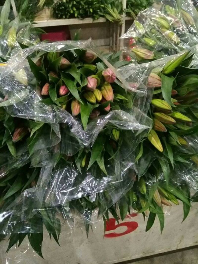 百合鲜切花单头