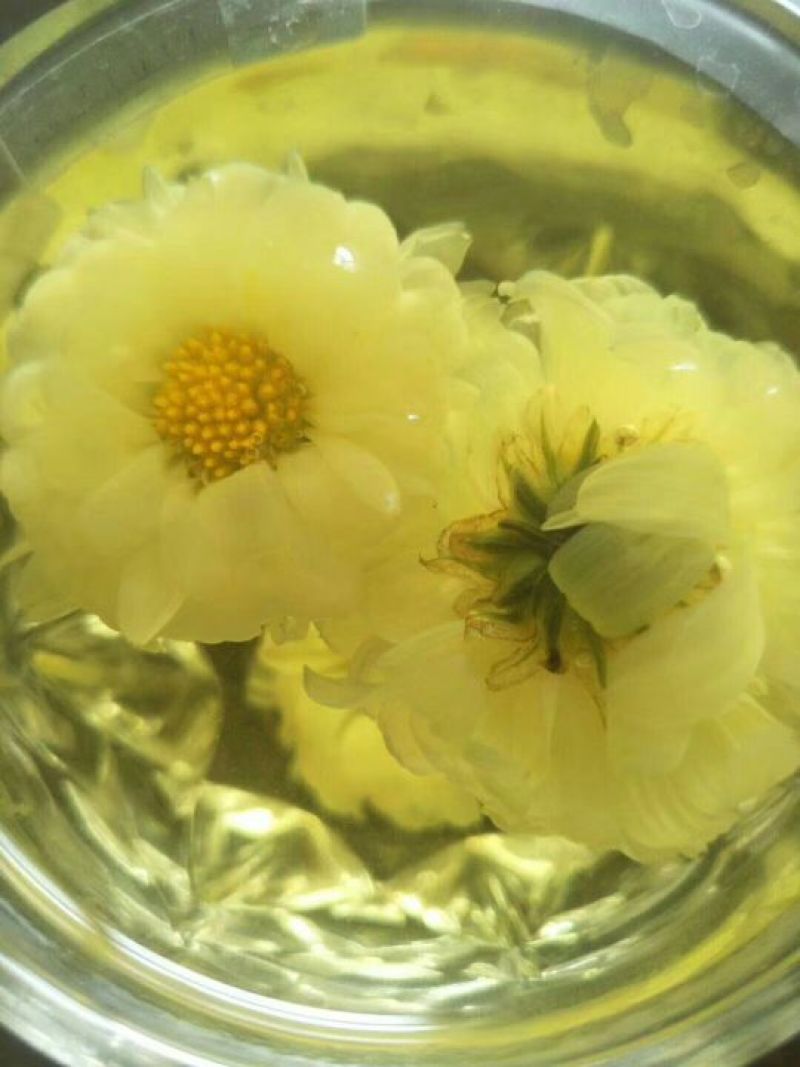 菊花苗北京菊菊花小苗高产量易管理