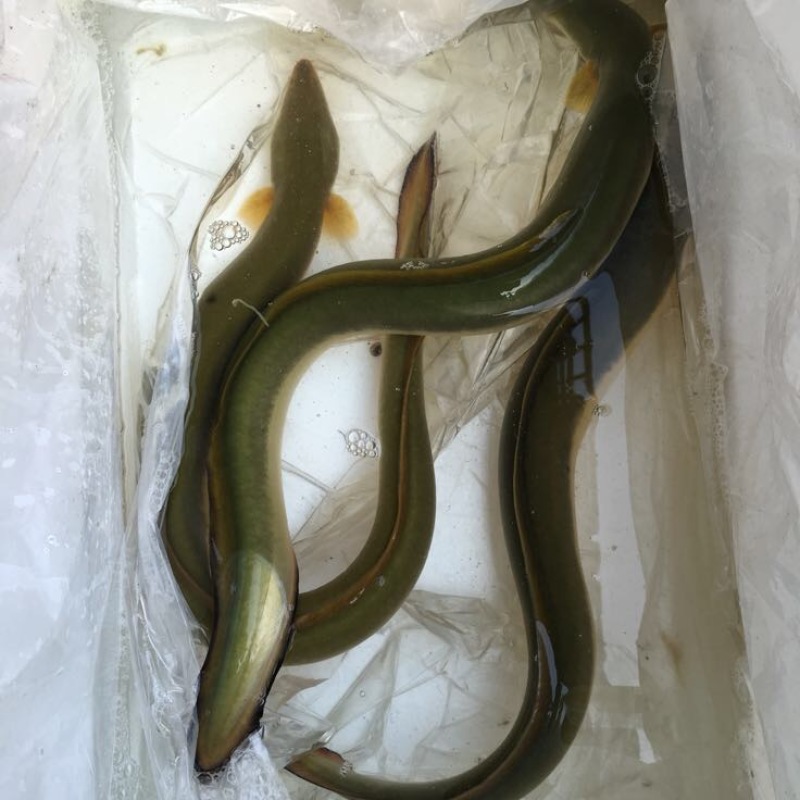 苏北河道河鳗鱼鳗鲡淡水鱼江鳗鱼