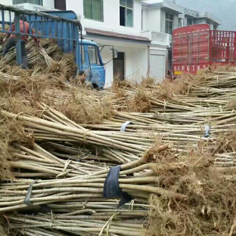 七叶树苗