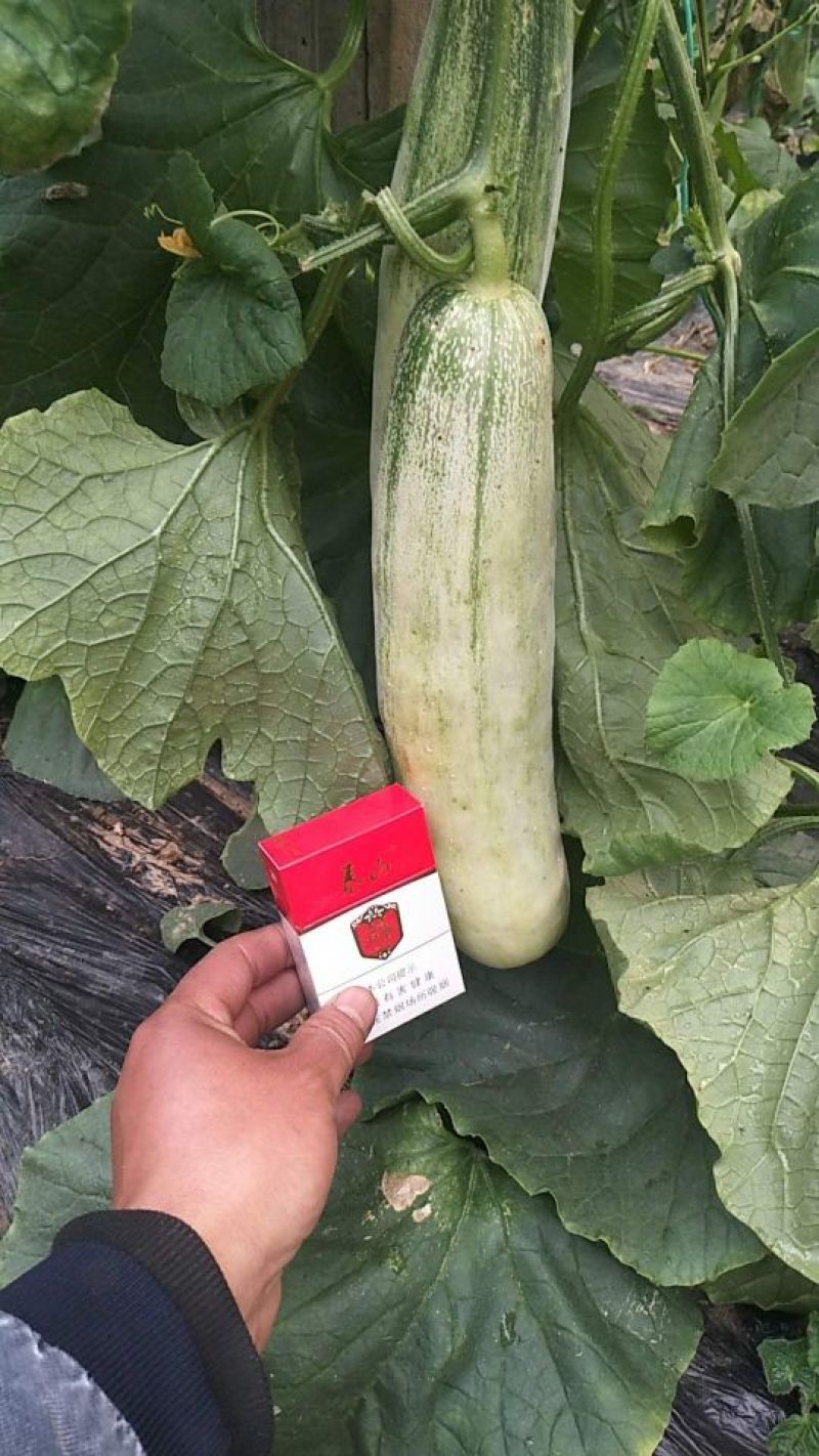 博洋61博洋9号甜瓜精品对接各大电商微商，承接一件代发
